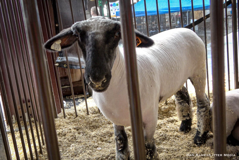 Pike County Fair