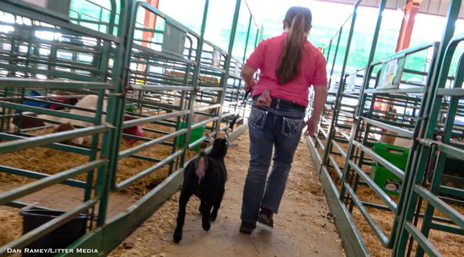 Ross County Fair: Goat Results
