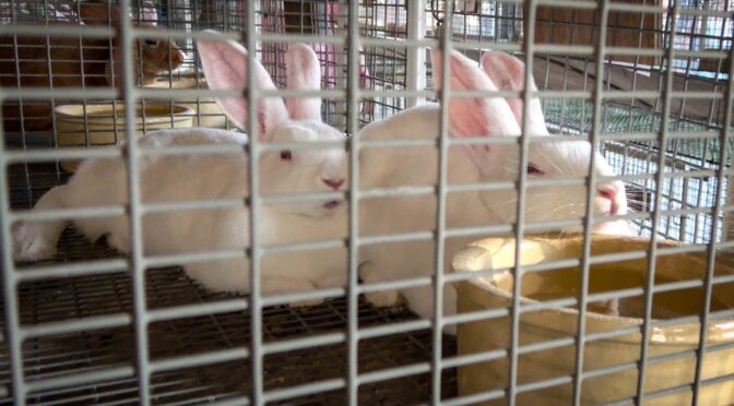 Ross County Fair: Cavy & Breeding, Fancy Rabbit Show Results