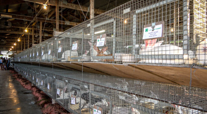 Ross County Fair: Cavy & Rabbit Show Results