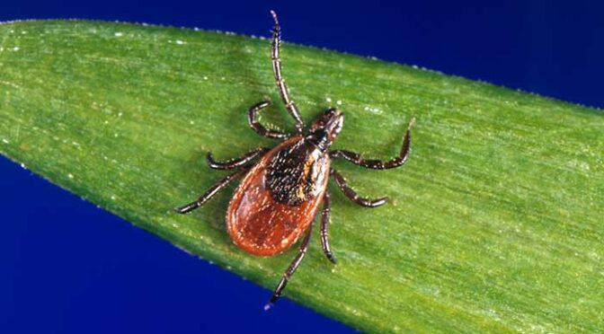 3 Tick Species Identified As Potential Disease Carriers This Summer