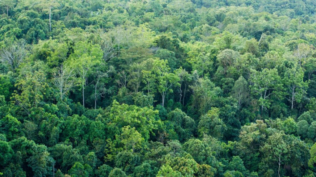 Photo from Word Press