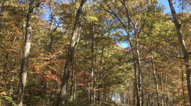 Hocking State Forest Fall Color Tour