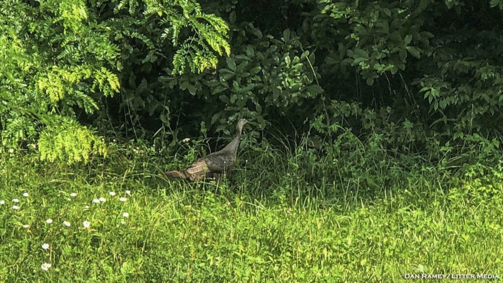 Ohio hunters checked 4,646 wild turkeys during the opening weekend of hunting in the south zone.