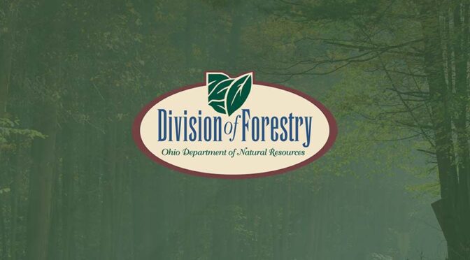 Area Schools To Benefit From State Tree Harvest