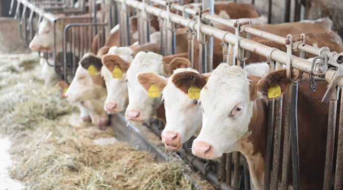 Ohio Cattlemen’s Association Stockmanship Judging Contest