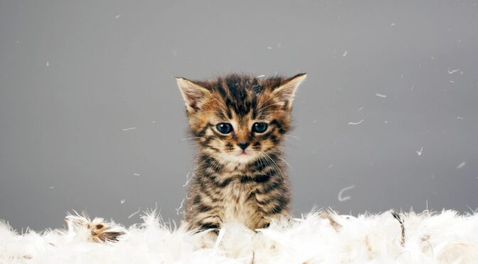 Cat Roundup Rescue Looking for Volunteers, Donations & Adopting Families