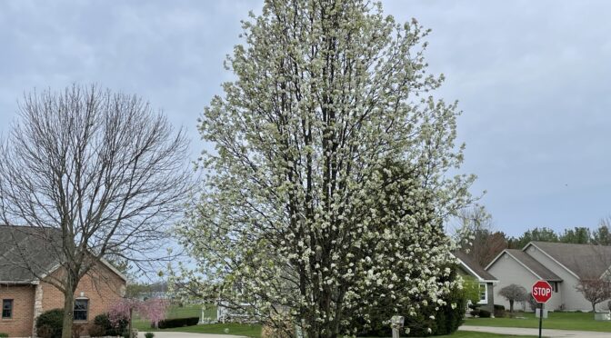 Bradford Pear Tree Added To Ohio Invasive Species List