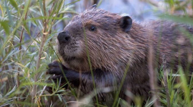 Apply In Person For Controlled Beaver & Otter Trapping Permits