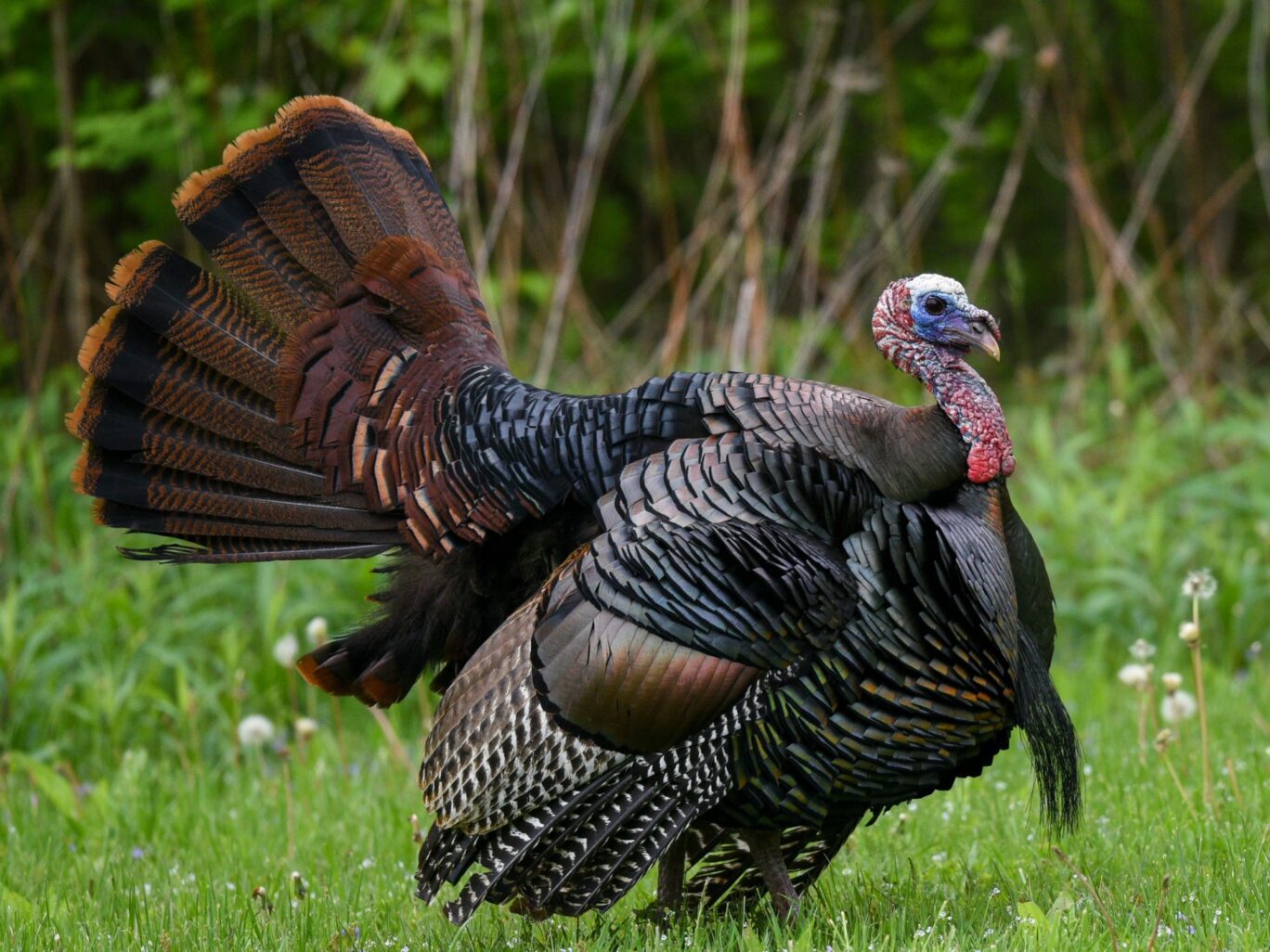 2024 Ohio Wild Turkey Hunting Dates Set Litter Media