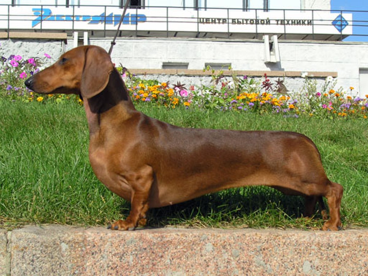 Wiener Dog Race Coming To Chillicothe Oktoberfest 2023