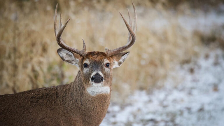 deer odnr copy