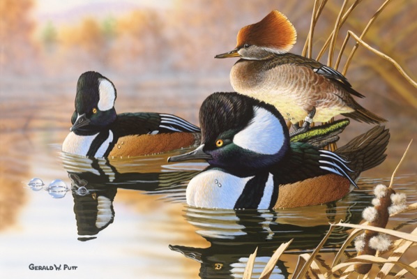 Gerald Putt’s painting of the waterfowl