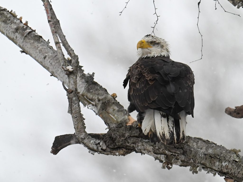 Ohioans reported 715 bald eagles, like this immature bald eagle, during a January count.