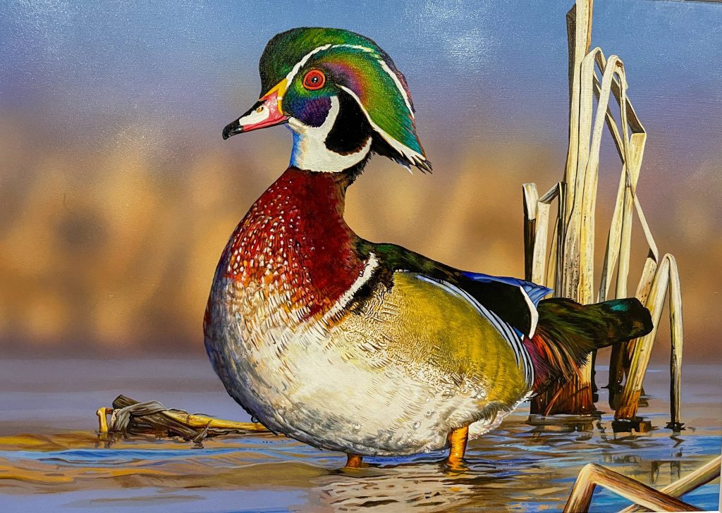 Tim Taylor’s wood duck was the winning submission in the 2026 Ohio Wetlands Habitat Stamp contest.