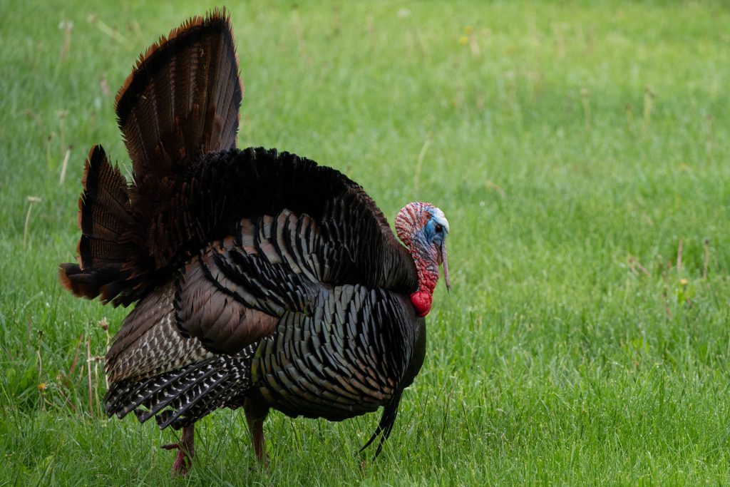 The application period for select spring turkey hunts and Cold Creek trout fishing is open until March 31.