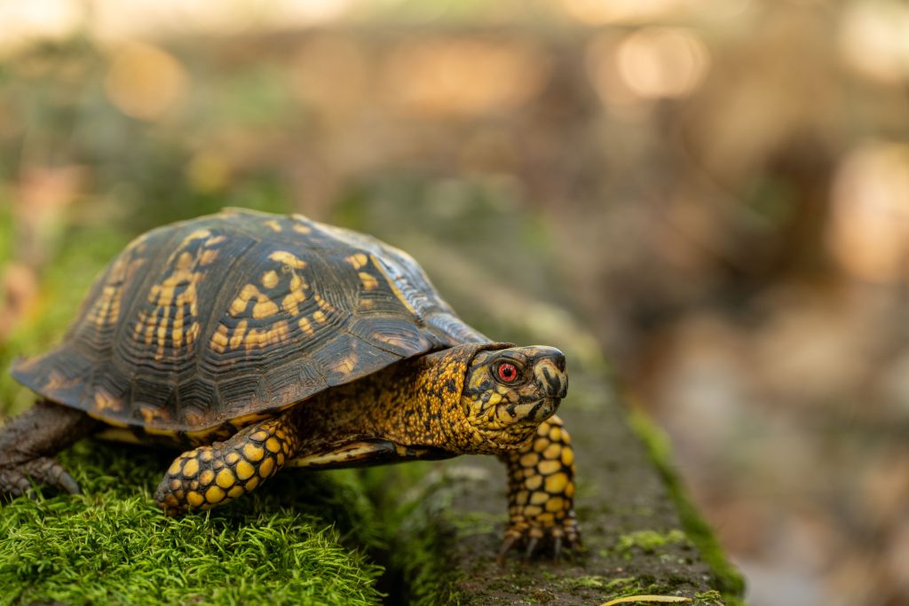 Report locations where reptiles and amphibians frequently cross roadways on the Wildlife Reporting System.