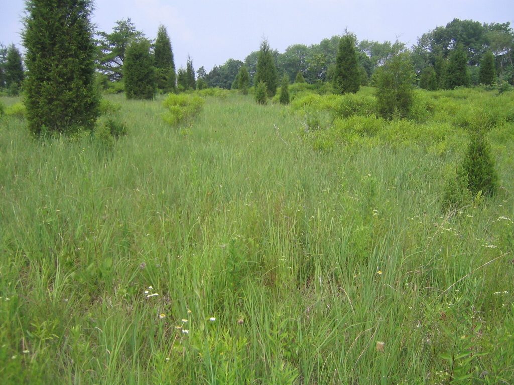 Plum Run Prairie harbors significant prairie and cedar barren habitats
and more than 30 rare and state-listed plants.