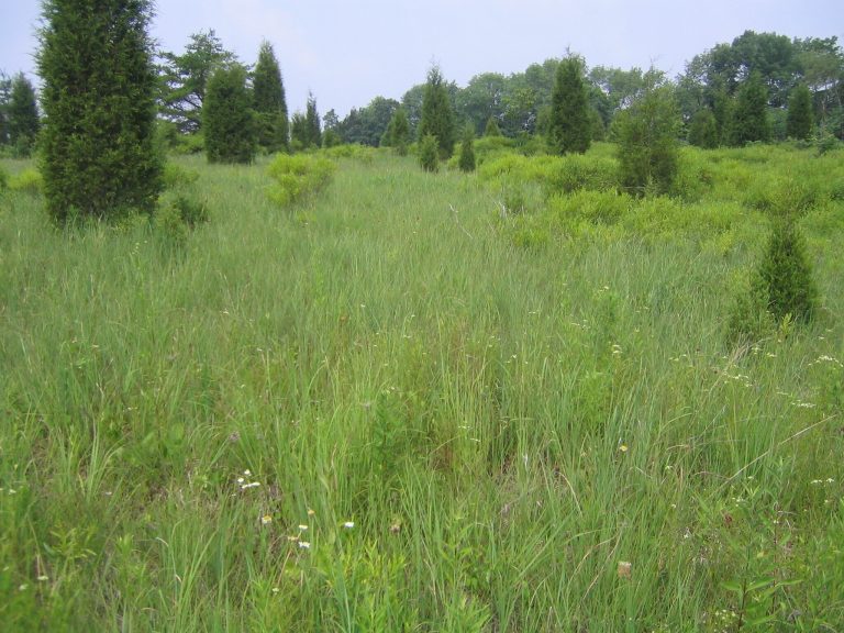 Plum Run Prairie harbors significant prairie and cedar barren habitats
and more than 30 rare and state-listed plants.