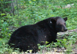 06-19 Black bear