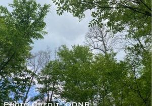 Yellow Poplar Trees