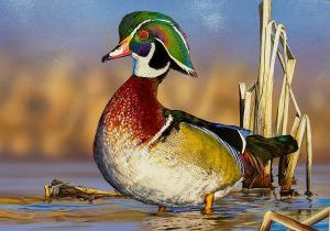 Tim Taylor’s wood duck was the winning submission in the 2026 Ohio Wetlands Habitat Stamp contest.