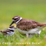 Killdeer Wildlife Stamp 2025