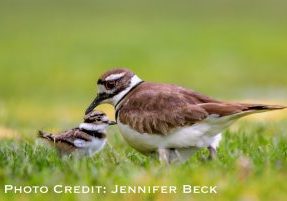 Killdeer Wildlife Stamp 2025