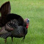 The application period for select spring turkey hunts and Cold Creek trout fishing is open until March 31.