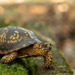 Report locations where reptiles and amphibians frequently cross roadways on the Wildlife Reporting System.
