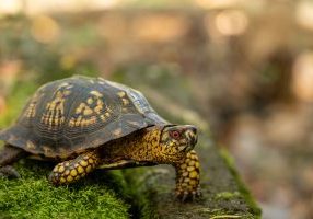 Report locations where reptiles and amphibians frequently cross roadways on the Wildlife Reporting System.