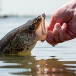 Millions of saugeye are stocked annually in Ohio as fry and fingerlings. They soon grow to catchable sizes.