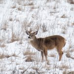 Ohio hunters checked 232,142 deer during the 2025-26 season.