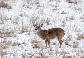 Ohio hunters checked 232,142 deer during the 2025-26 season.