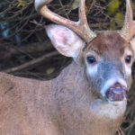 White Tailed Deer/ODNR