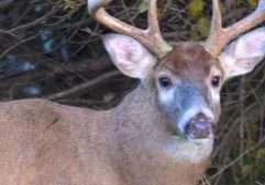 White Tailed Deer/ODNR