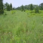 Plum Run Prairie harbors significant prairie and cedar barren habitats
and more than 30 rare and state-listed plants.