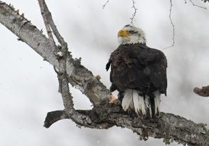 Ohioans reported 715 bald eagles, like this immature bald eagle, during a January count.