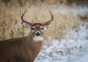 deer odnr