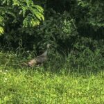 Ohio hunters checked 4,646 wild turkeys during the opening weekend of hunting in the south zone.