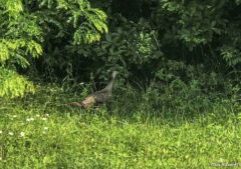 Ohio hunters checked 4,646 wild turkeys during the opening weekend of hunting in the south zone.